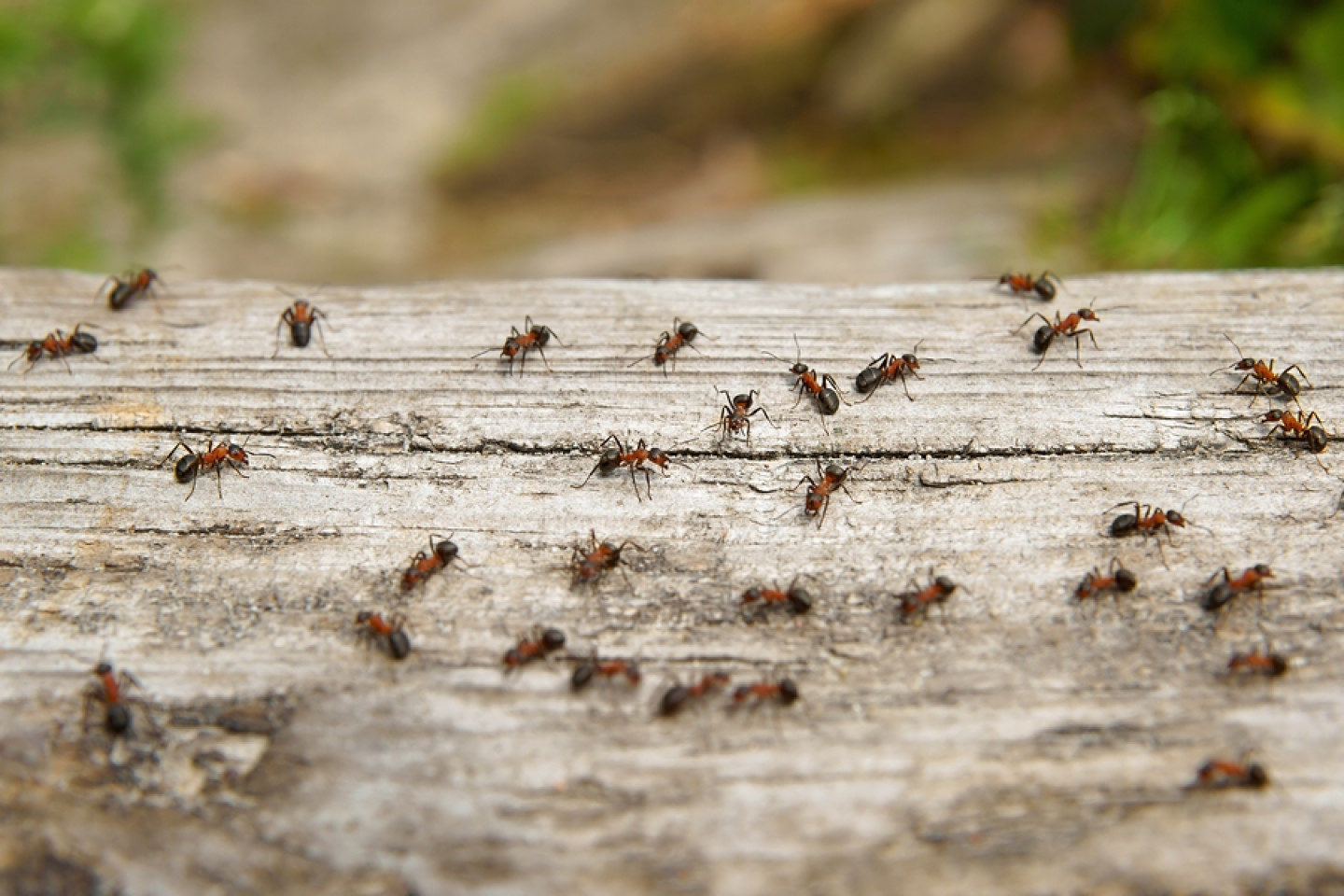 fire ant control lufkin tx